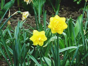 Close-up of yellow flowering plant on field