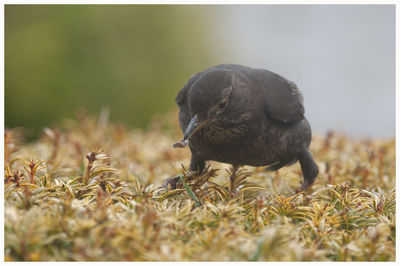 Close-up of bird on field