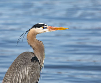 Close-up of a bird