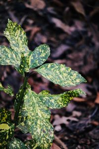 Close-up of green leaves on land
