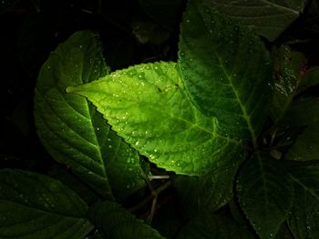 Full frame shot of wet leaves