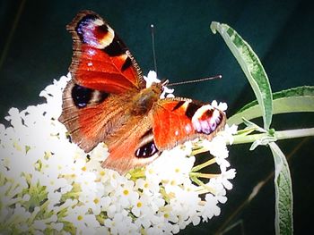 Close-up of butterfly on flower