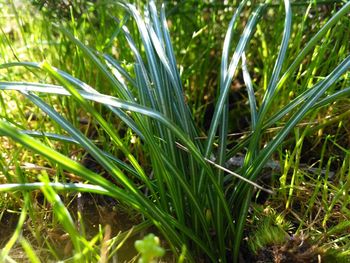 High angle view of grass growing on field