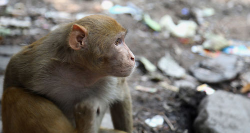 New delhi, india - 2020/06/10 a portrait of adult indian monkey  looks on in new delhi, 