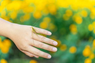 Close-up of insect on hand over marigold field