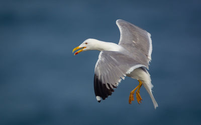 Low angle view of seagull flying