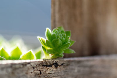 Close-up of small cactus plant against wall