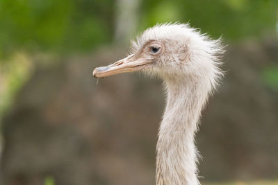 Close-up of ostrich on outdoors