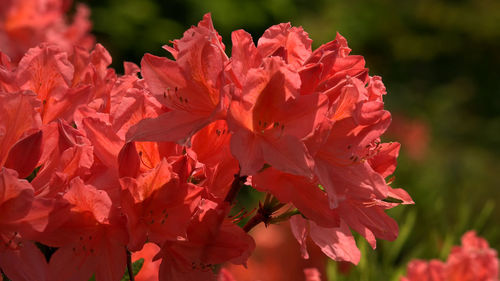 Close-up of red flowers blooming outdoors