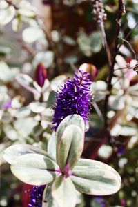 Close-up of purple flowers blooming outdoors