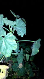 Close-up of wet plant