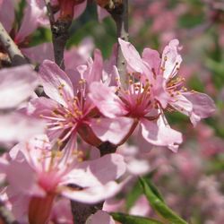 Close-up of pink flowers