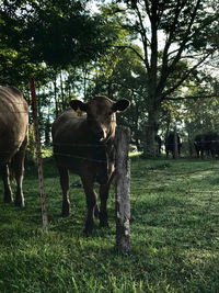 Horses standing in a field