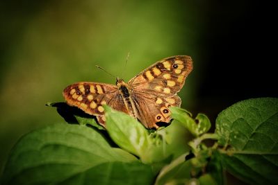 Close-up of butterfly pollinating flower