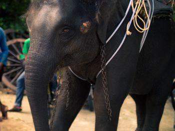 Close-up of elephant