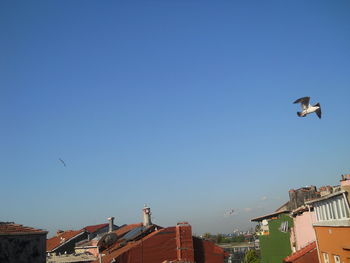 Low angle view of seagulls flying against clear blue sky