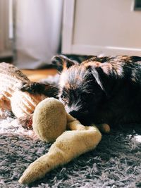 Dog with stuffed toy on rug at home