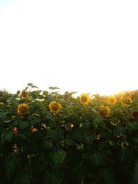 Close-up of yellow flowering plants on field against sky