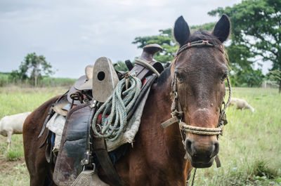 Horse in a field