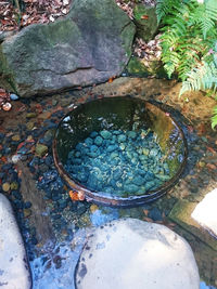 High angle view of leaf floating on water