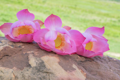 Close-up of pink roses on rock