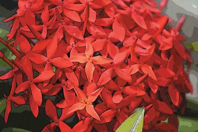 Close-up of red rose