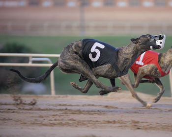 Dogs running on dirt road in race