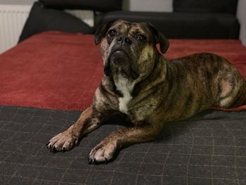 Portrait of dog sitting on sofa