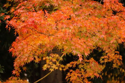 Close-up of maple leaves on tree during autumn