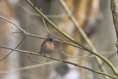 Close-up of bird perching on branch