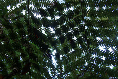 Low angle view of raindrops on pine tree