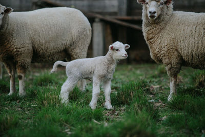 Sheep standing in a field