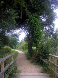Footpath leading towards trees