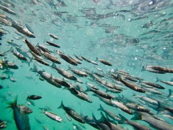 Fish swimming in sea