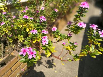 Close-up of pink bougainvillea blooming outdoors