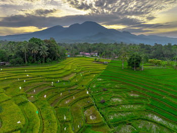 Scenic view of agricultural field against sky during sunset