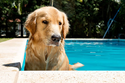 Portrait of dog in swimming pool