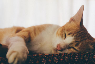 Close-up of cat sleeping