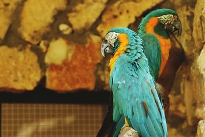 Close-up of blue parrot perching on branch