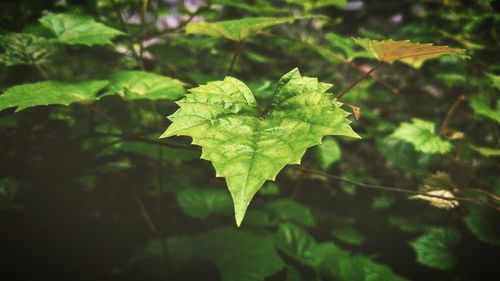 Close-up of fresh green leaf