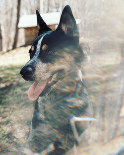 Close-up of dog looking away