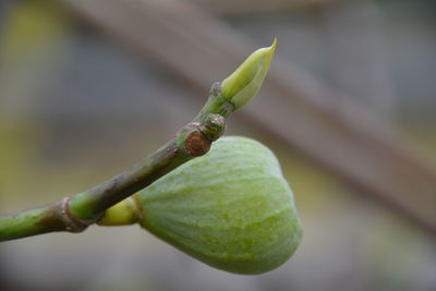 Close-up of fruit growing outdoors