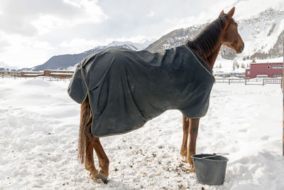 A beautiful horse in the barn in the snowy cold alps switzerland in winter
