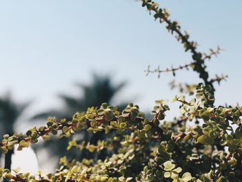 Close-up of flowering plant against sky