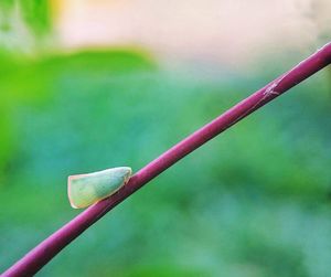 Close-up of plant growing on field