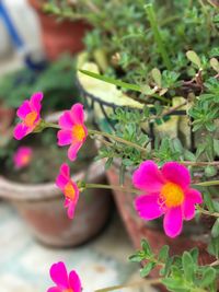 Close-up of pink flowers blooming outdoors