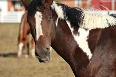 Close-up of horse in ranch