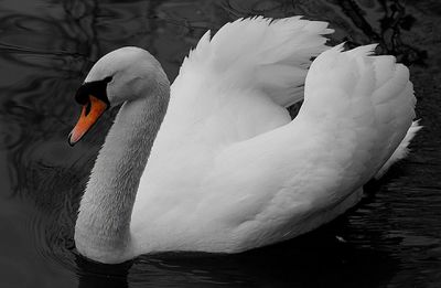 Close-up of swan floating on lake