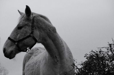 Horse on a winter field looking to the side. black and white horse photography.  white horse. 