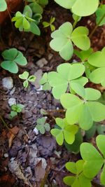 High angle view of small plant growing on field